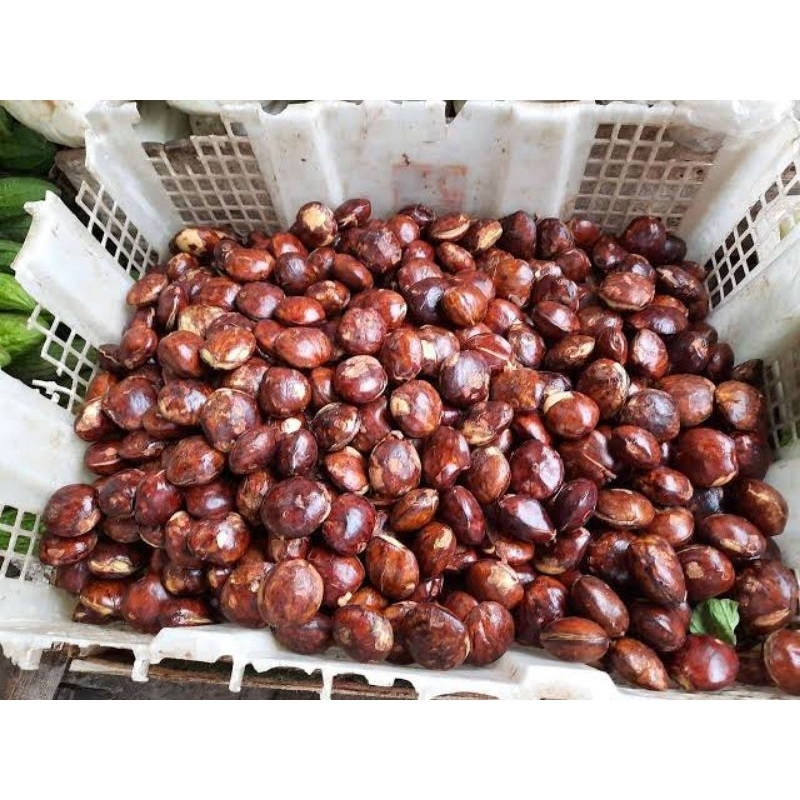 

Jengkol Fresh Dan Bersih +- 300Gr ( Kirim Instan )