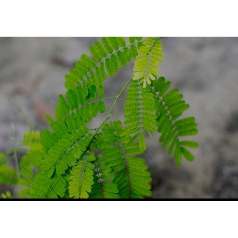

daun saga 50gram