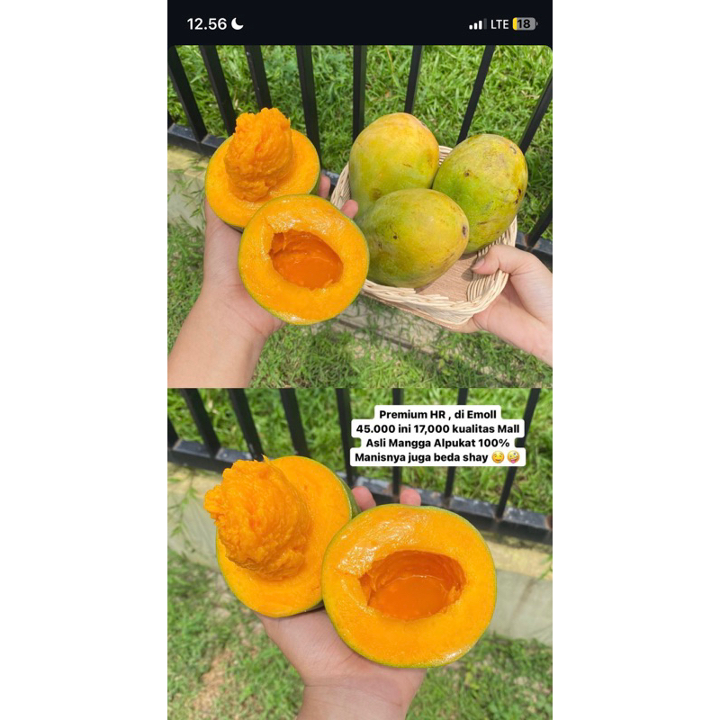 

MANGGA ALPUKAT 5kg