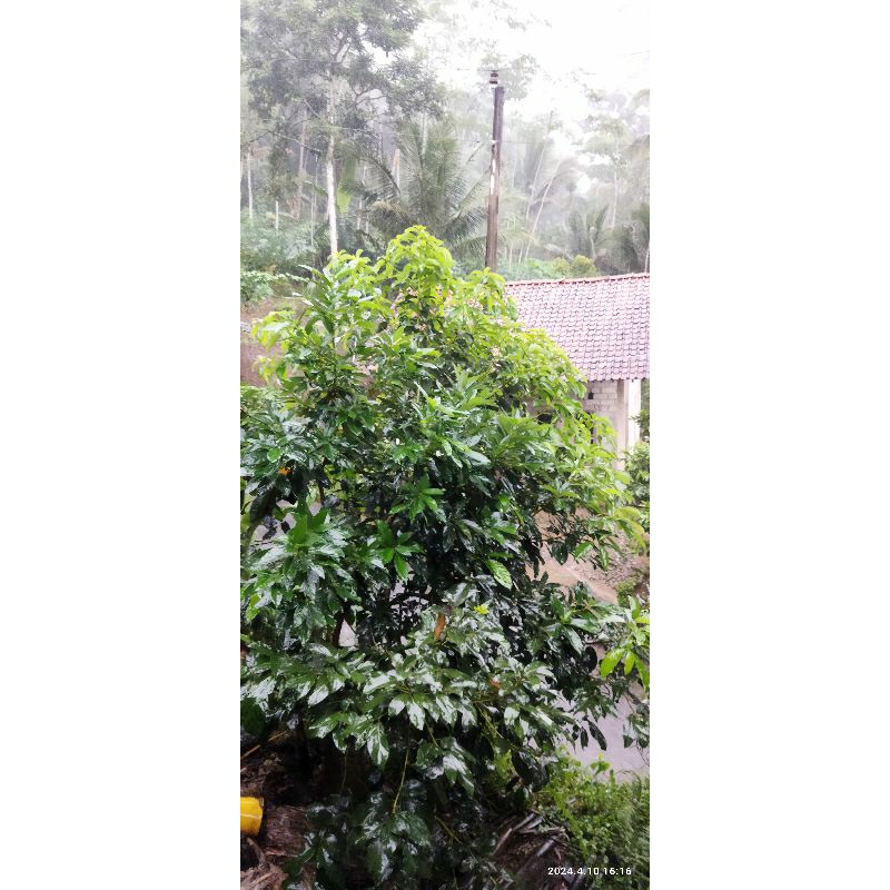 Entres Alpukat TA21 import valid paket 5pcs