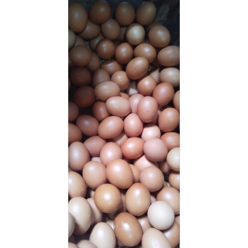 

Telor 5 kg