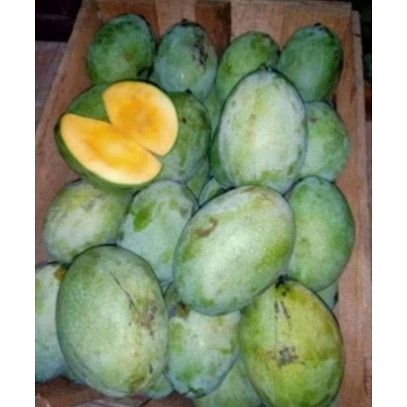 

Buah Mangga Manalagi / Mangga Madu / Mangga Harum Manis Ukuran 1kg isi 3 atau 4 pcs