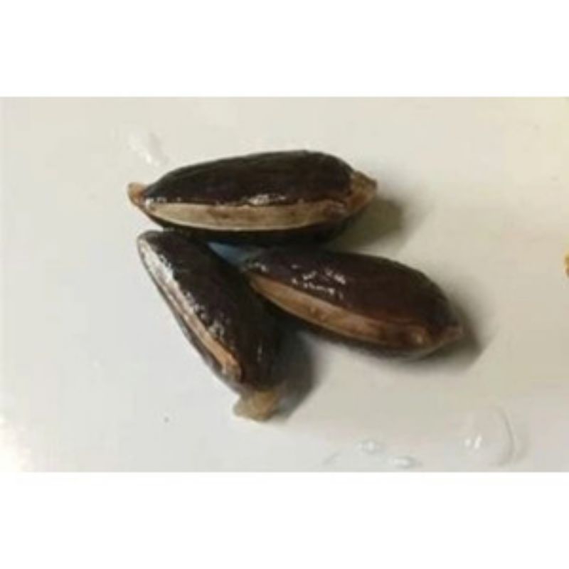 

BIJI ABIU SAWO KUNING (1PCS)