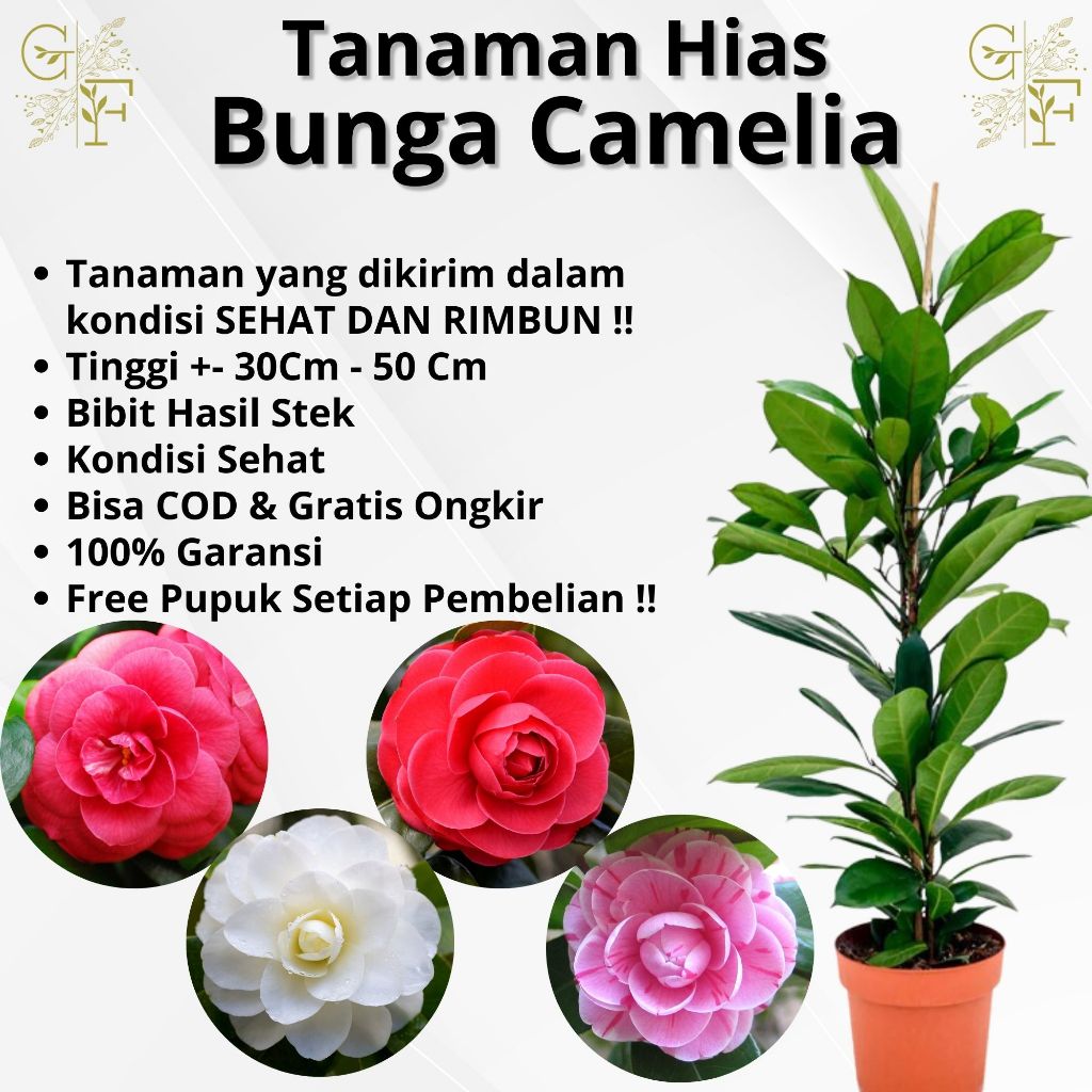 Tanaman Bunga Hias CAMELIA Bunga Besar Cocok Untuk Dalam Ruangan