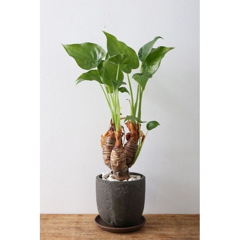 tanaman hias indoor alokasia cuculata - tanaman hias indoor