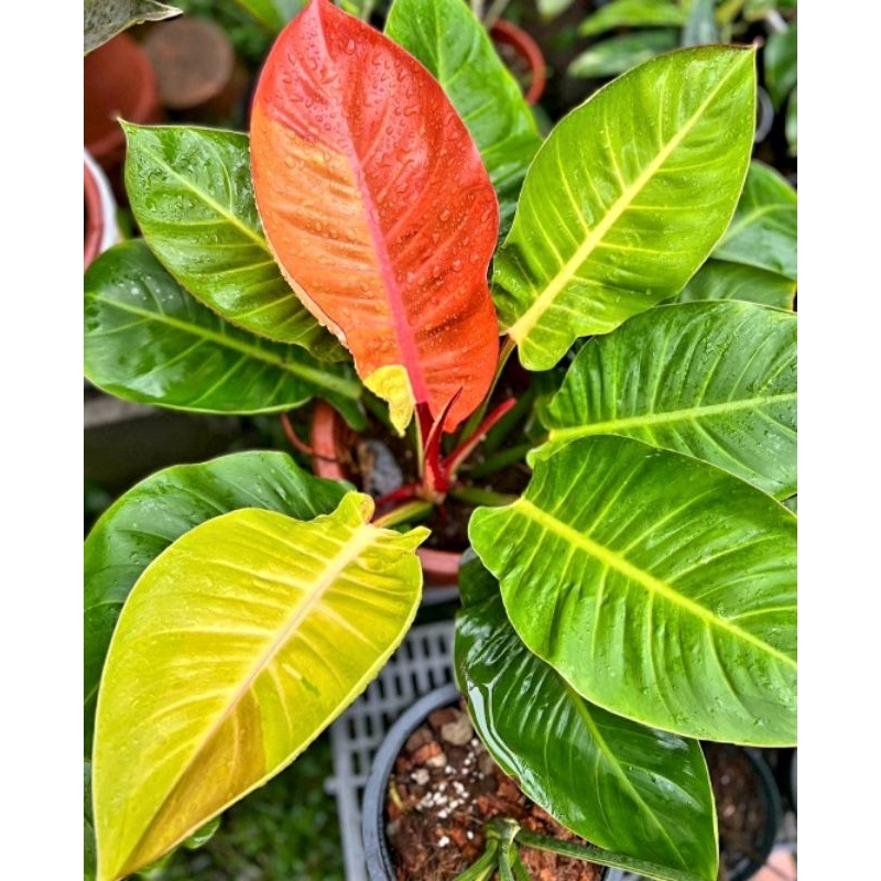 Tanaman Hias Philodendron Red Moon Varigata/ Tanaman hias mini/ Bunga hidup/ tanaman/ Bibit bunga hi