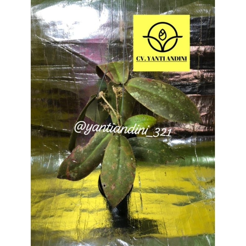 Hoya Undulata Kode 2