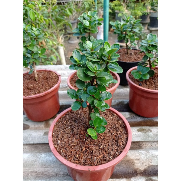 tanaman hias beringin dolar micro/beringin dolar mangkok