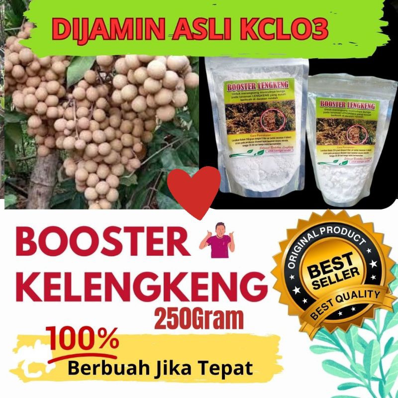 Booster kelengkeng cepat berbuah, Booster kelengkeng kclo3 murni, Booster kelengkeng murni