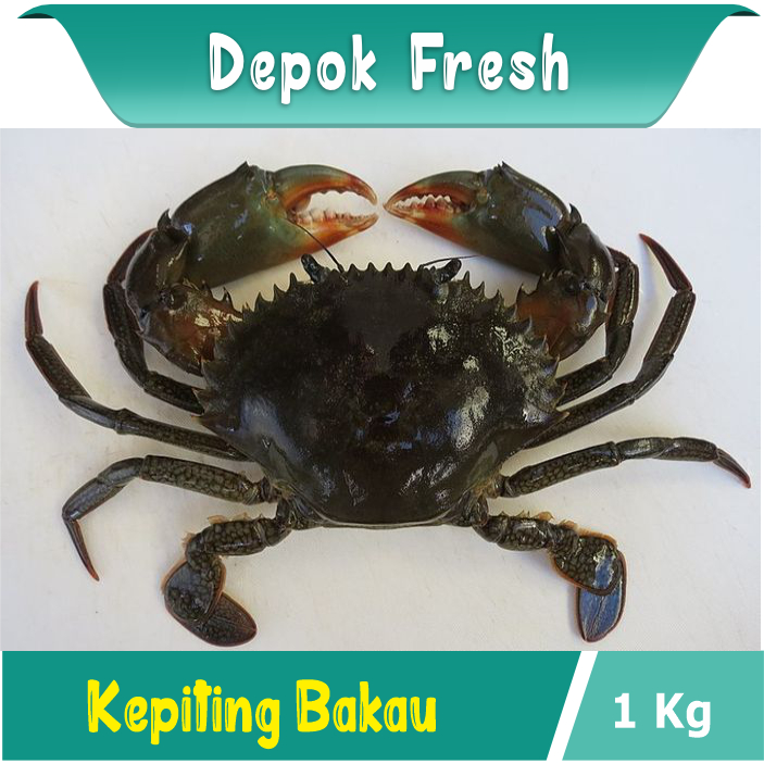 

KEPITING BAKAU HIDUP SEAFOOD BERKUALITAS 1KG