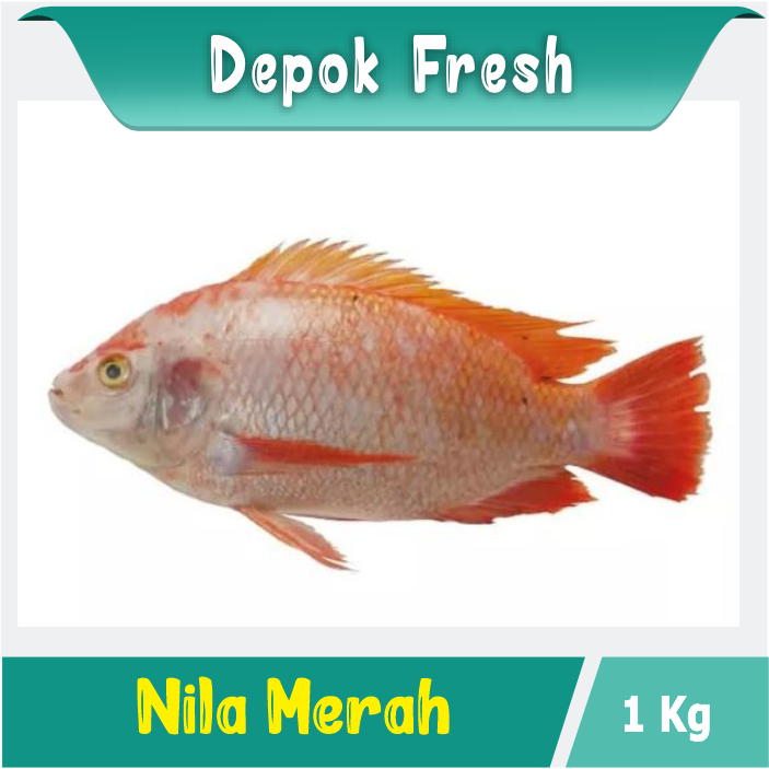 

IKAN NILA MERAH/ MUJAIR HITAM DARI KONDISI MASIH HIDUP 1KG