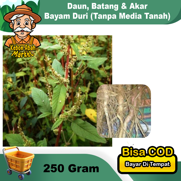 

Daun Bayam Duri Batang Merah Akar (Tanpa Media Tanah) 250 Gram