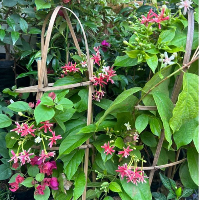 TANAMAN MELATI/ MELATI BELANDA REAL PICT/ BUNGA MELATI BELANDA TUMPUK/ MELATI HOLLAN