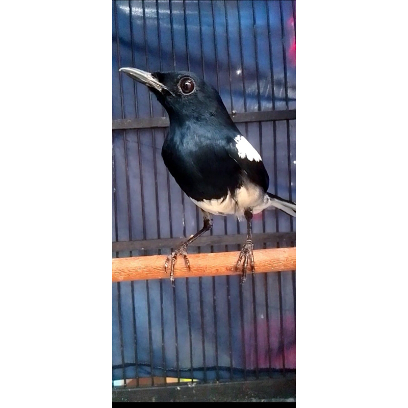 KACER DADA PUTIH KALIMANTAN BAHAN PROSPEK