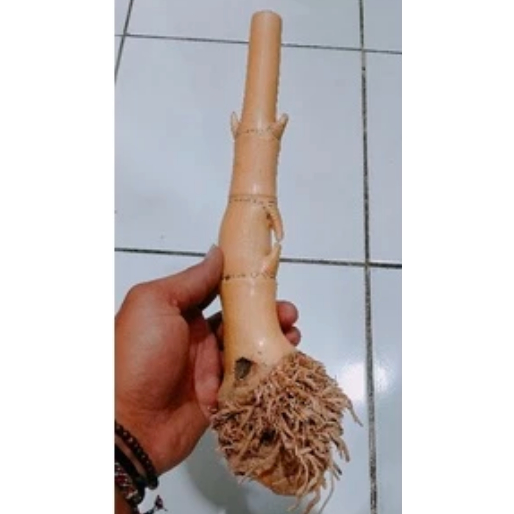 Koleksi Bambu Petuk Akar Pendek