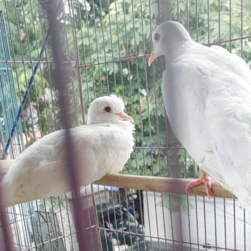 PUTER PELUNG PUTIH MATA MERAH