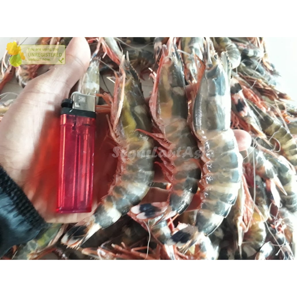 

Udang Segar Udang Loreng Udang Laut Segar 1Kg