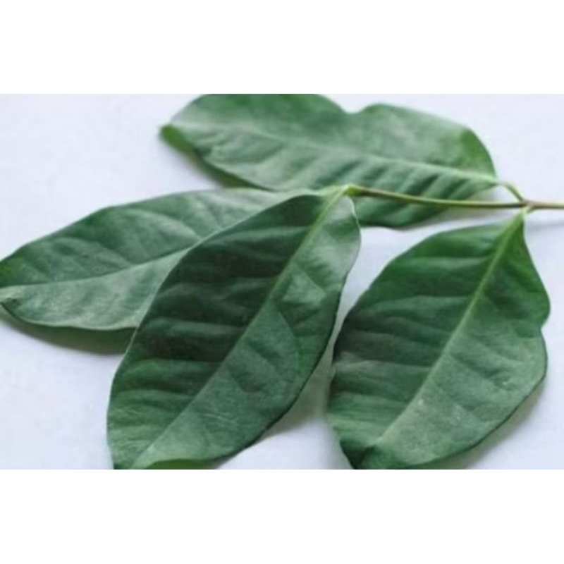 

DAUN SALAM SEGAR FRESH METIK SENDIRI DIKEBUN 100gr