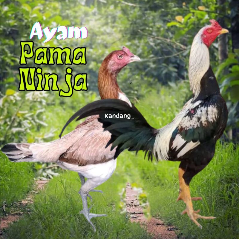 telur ayam pama ninja original bisa untuk di tetaskan