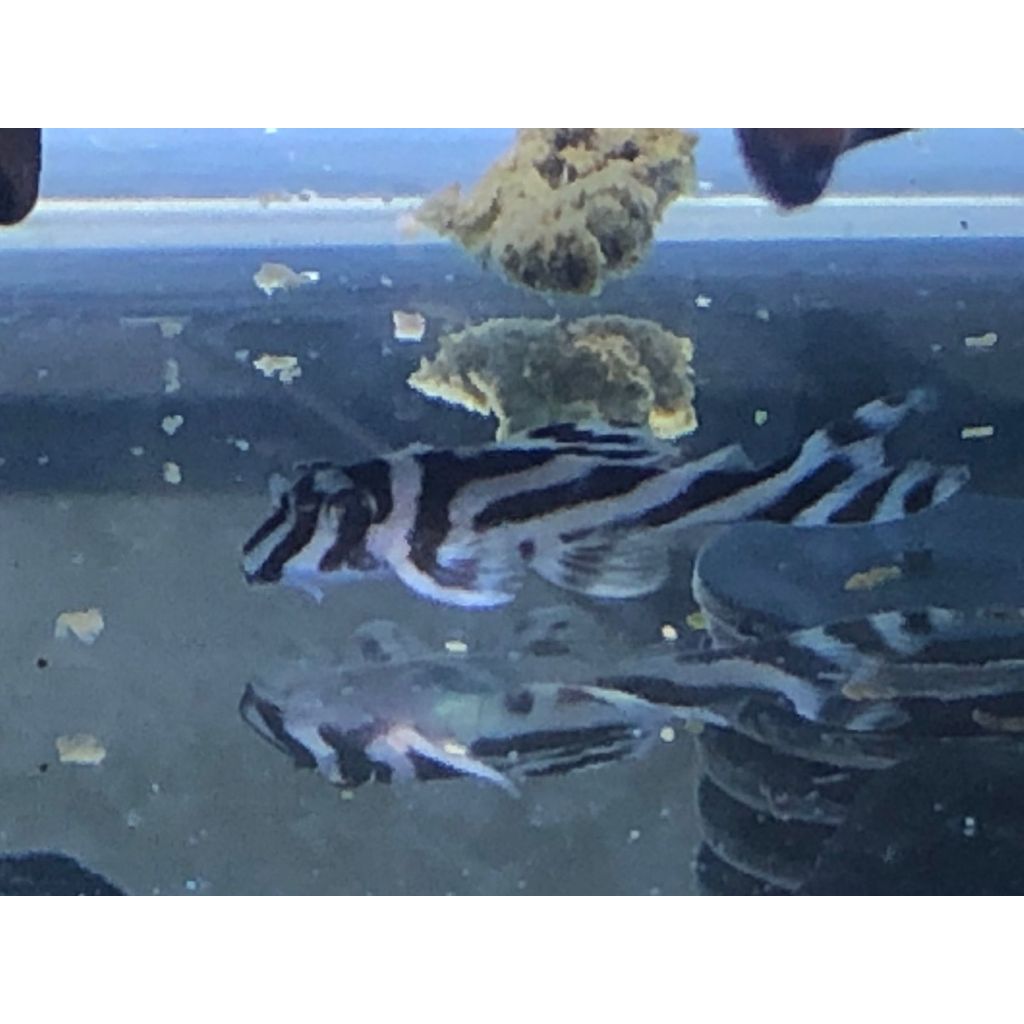 PLECO L46 ZEBRA L046 ZEBRA PLECO - SIZE +-3cm
