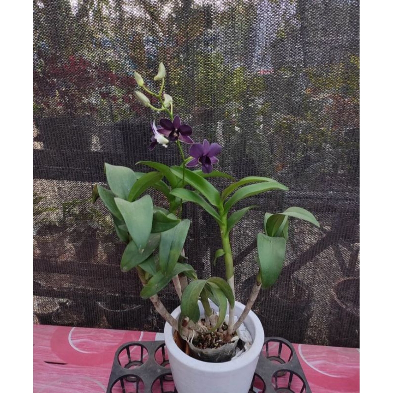 Anggrek Dendrobium bunga ungu