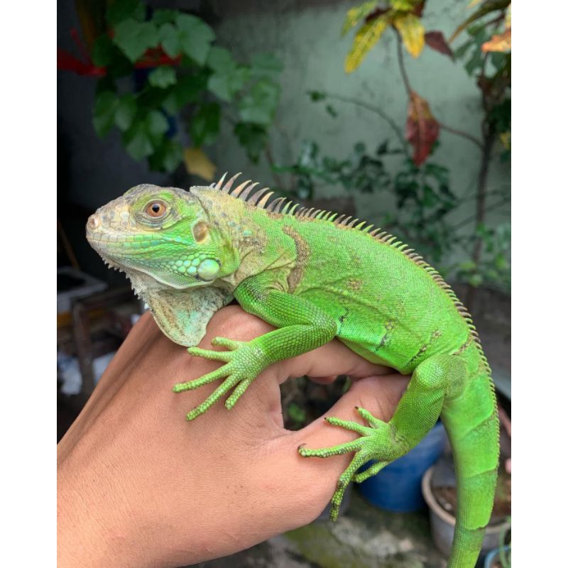PELET MAKANAN Iguana Juve /  Pelet lguana Green UK 50-70CM / MAKANAN BERKWALITAS