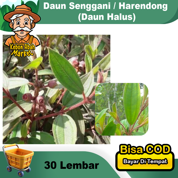 

Daun Senggani Segar Daunnya Halus Senduduk Harendong 30 Lembar Obat Herbal Mudah Kering / Layu
