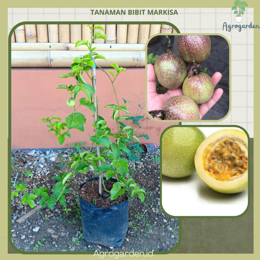 Tanaman Buah Markisa Madu Ungu Impor  Siap Berbuah Cocok Dalam Pot - pohon markisa merah madu / tabu