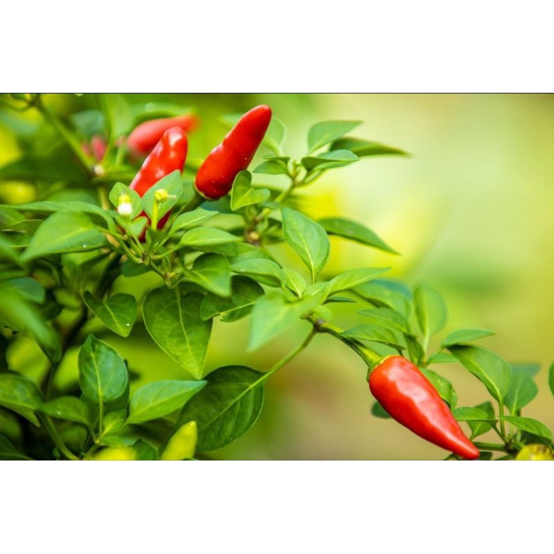 tanaman cabe rawit - pohon cabe rawit setan