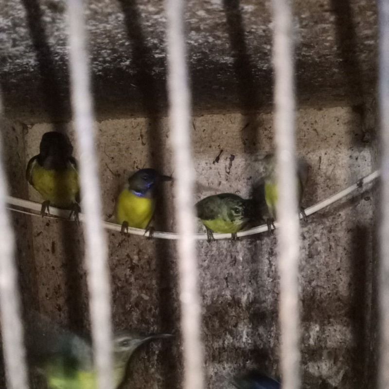korlap/kolibri kelapa