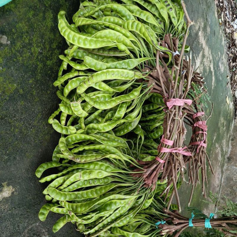 

Pete murah muda lalapan 10 papan gratis 5papan