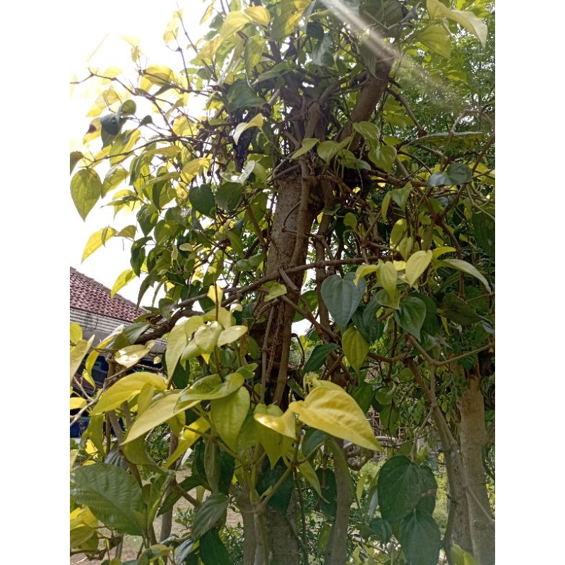 DAUN SIRIH/DAUN SIRIH SEGAR/DAUN SIRIH MERAH/DAUN SIRIH PUTIH/DAUN SIRIH SEGAR/DAUN SIRIH HERBAL/TAN