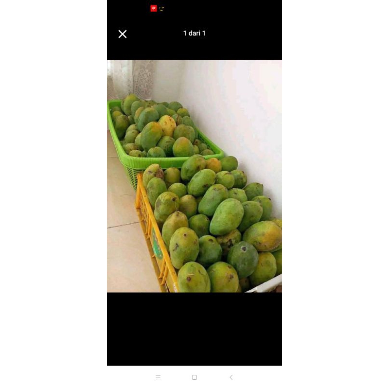 

Mangga harum manis