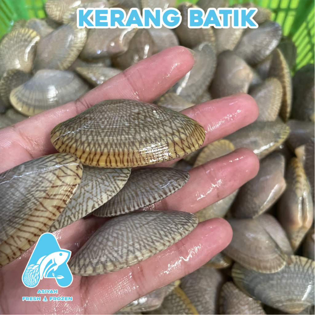 

kerang batik fresh 1000g Terbaik