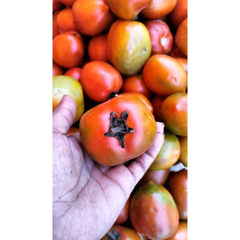 

TOMAT BUAH SEGAR