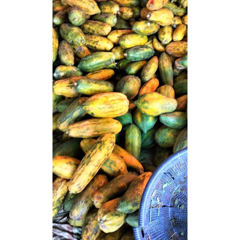 

PEPAYA MANIS MASAK DAN MENGKAL