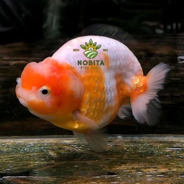 Dekorasi kolam ranchu rw hiasan aquarium bisa cod grade super