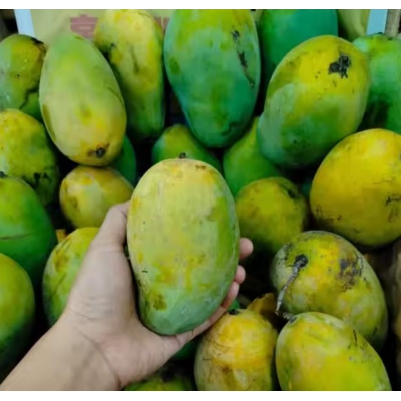 

Mangga Harum Manis 1kg