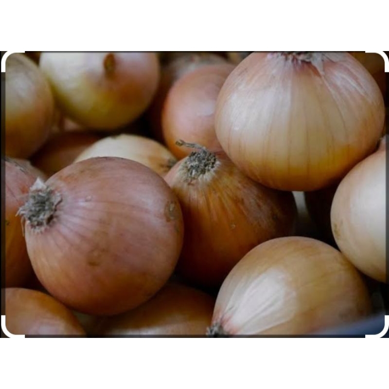 

Bawang Bombay 100 gr