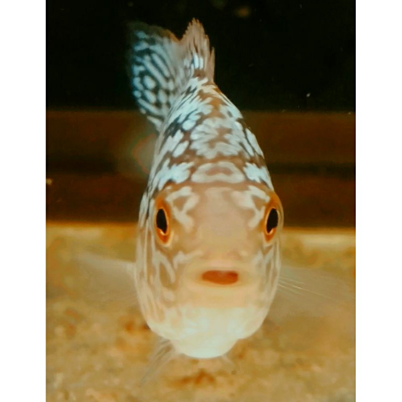 promo F3 kamfa line GB ukuran 3cm-+