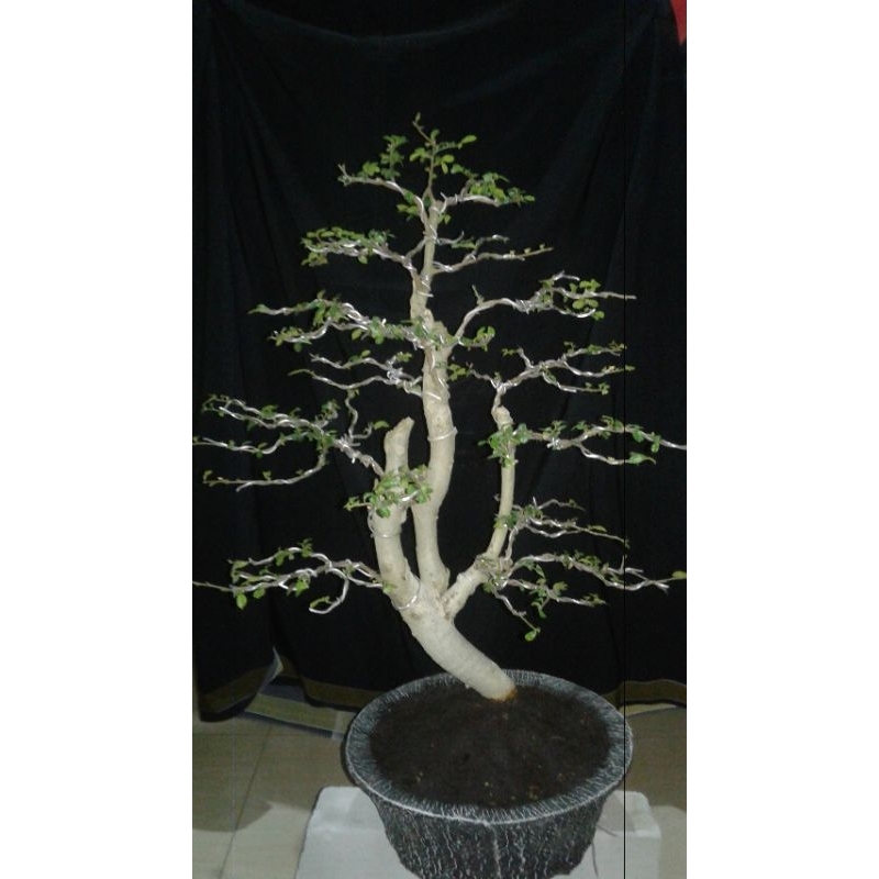 Tanaman hias bonsai serut siap pajang