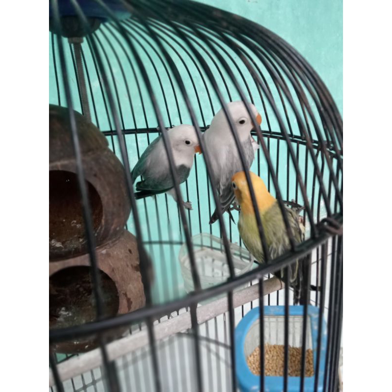 Aneka Burung Lovebird Dewasa Dan Balibu