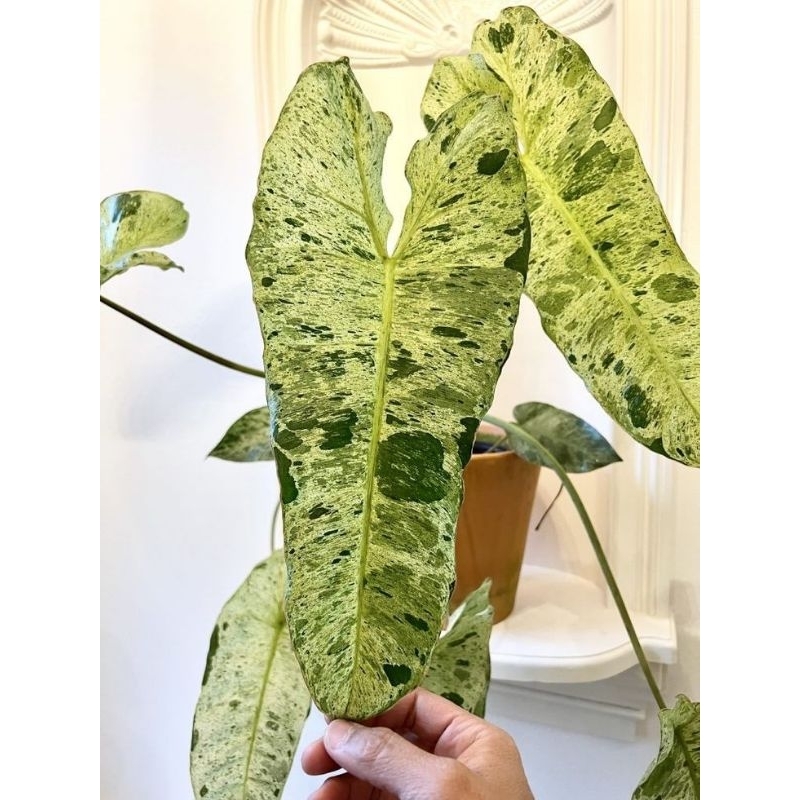 tanaman hias Philodendron paraiso verde - tanaman hias paraiso verde