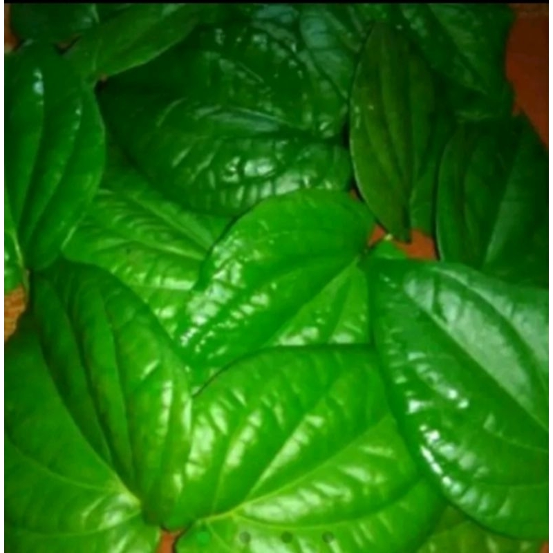 

Daun sirih fresh (baru petik sa'at di order) per 10 lembar
