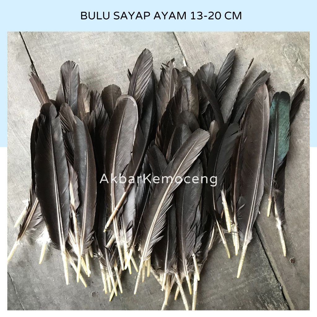 BULU AYAM SAYAP JAGO BANGKOK ASLI PANJANG 13-20 CM - SAYAP AYAM JAGO BANGKOK ASLI WARNA HITAM PUTIH