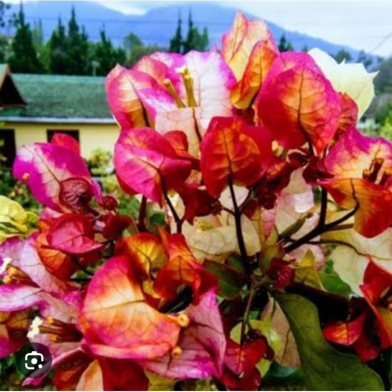 bibit bugenvil citra india