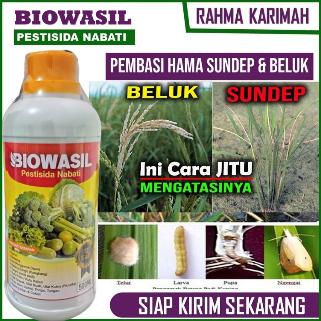TERLARIS Pupuk BIOWASIL MEMBASMI SUNDEP DAN BELUK PADI, Pestisida Hayati Mengatasi Hama Sundep Padi,