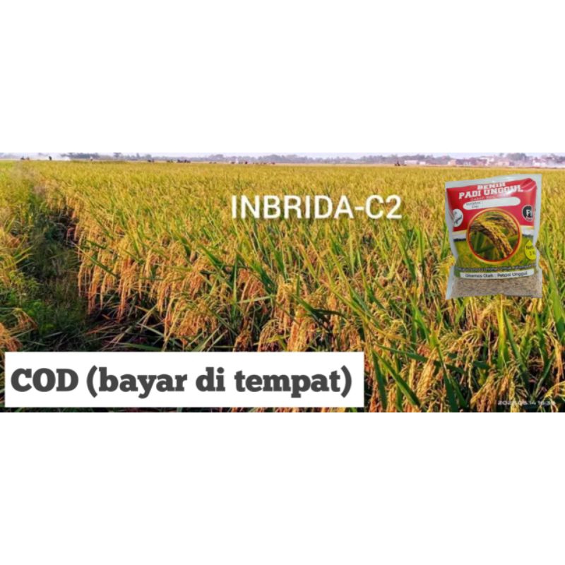 Benih INBRIDA C2 KEMASAN 1KG