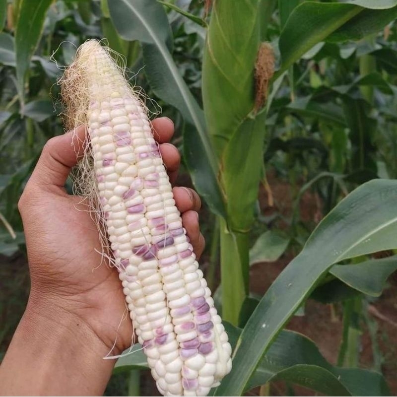 

JAGUNG KETAN JAGUNG PULUT JAGUNG BATIK