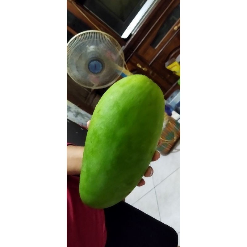 

mangga kiyojai